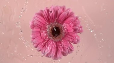 Pembe arka planda pembe Gerber papatyasından akan su. Fantom Flex 4K kamerayla ağır çekimde çekildi..