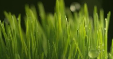 Su çimenlerin üzerine çok yavaş akıyordu. Phantom Flex 4K yüksek hızlı kamera görüntüsü.