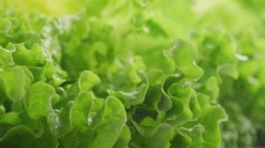 Yakın plan taze marul ve su.