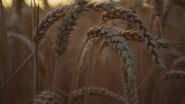 Close Wheat Field Footage — Stock video