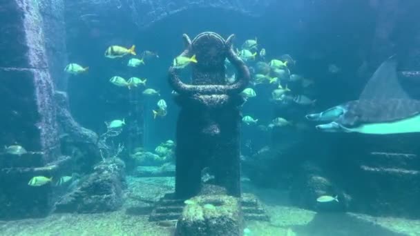 Nassau Bahamas Mantarochen Und Fische Aquarium Atlantis — Stockvideo