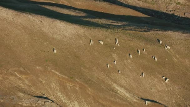 Mount Saint Helens Washington Circa 2019 Vista Aérea Cabras Montesas — Vídeo de stock