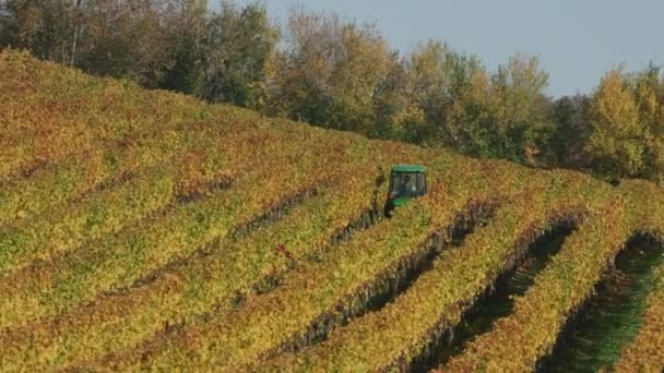 Tracking Shot Willamette Valley Vineyards Fall Girato Con Cineflex Gimbal — Video Stock