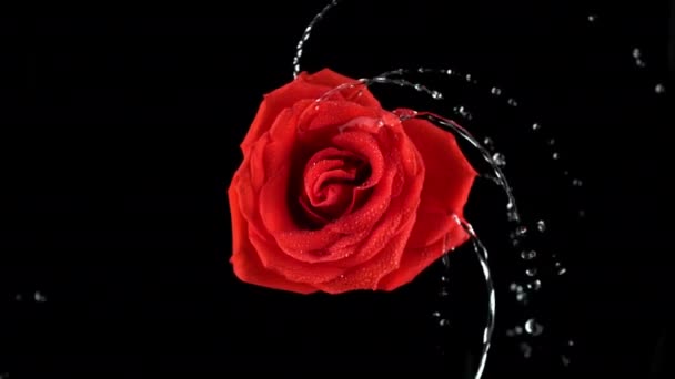 Вода Вращающаяся Красной Розой Супер Замедленной Съемке Снимок Камеры Phantom — стоковое видео