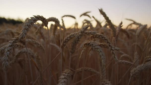 Buğday Tarlası Görüntülerini Kapat — Stok video