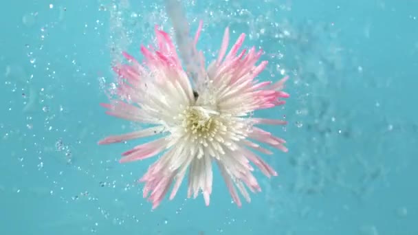 Vatten Snurrar Dahlia Blomma Super Slow Motion Skjuten Med Phantom — Stockvideo