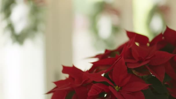 Świąteczne Wnętrze Bożego Narodzenia Poinsettia Flowers — Wideo stockowe