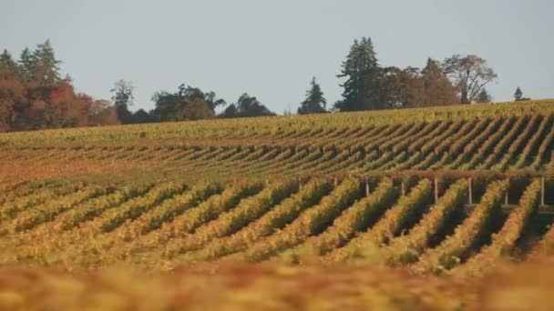 Tracking Shot Van Willamette Valley Vineyards Fall Opgenomen Met Cineflex — Stockvideo