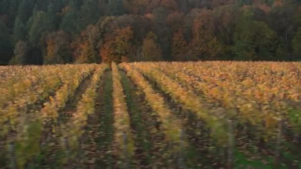 Отслеживающий Снимок Виноградников Долины Уилламетт Осенью Снимок Сделан Камерой Cineflex — стоковое видео