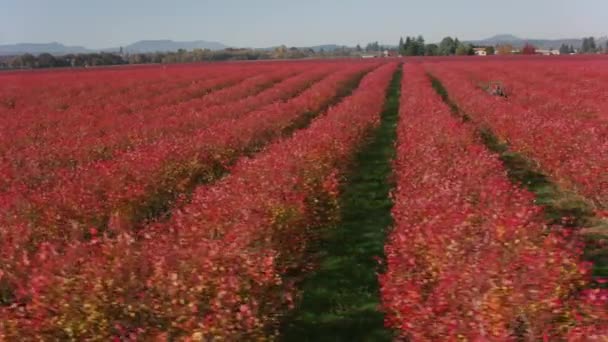 Namierzam Willamette Valley Vineyards Jesienią Zdjęcia Wykonane Kamerą Cineflex Gimbal — Wideo stockowe