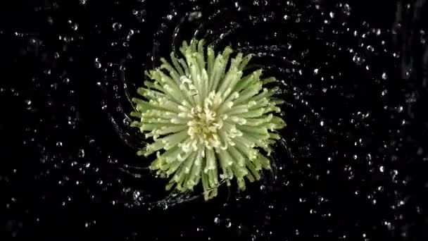 Νερό Που Στριφογυρίζει Από Λουλούδι Ντάλια Πολύ Αργή Κίνηση Πυροβολήθηκε — Αρχείο Βίντεο