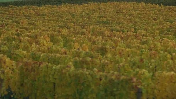 Tracking Shot Van Willamette Valley Vineyards Fall Opgenomen Met Cineflex — Stockvideo