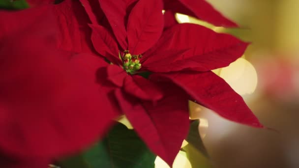 Festlig Jul Interiör Med Julstjärna Blommor — Stockvideo