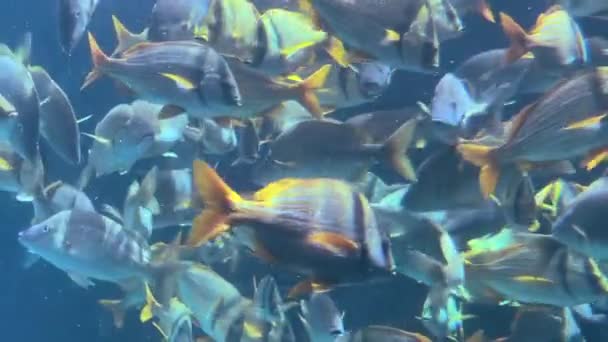 Nassau Bahamas Les Poissons Nagent Dans Aquarium — Video