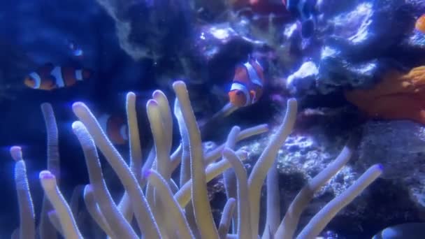 Nassau Bahamas Les Poissons Nagent Dans Aquarium — Video