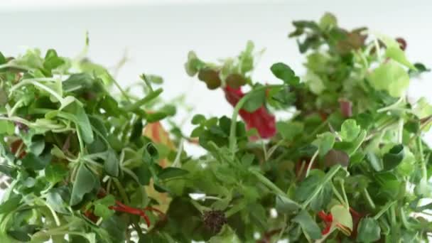 Herbes Salades Verts Volant Ralenti Tourné Avec Caméra Phantom Flex — Video