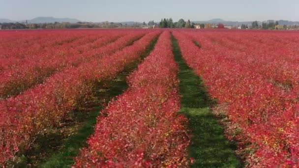 Rastreamento Willamette Valley Vineyards Outono Tiro Com Cineflex Gimbal Câmera — Vídeo de Stock