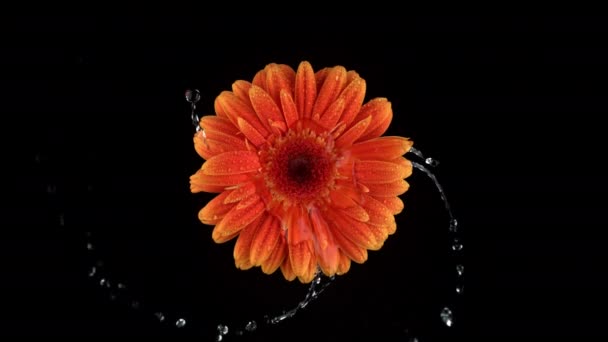 Water Spinning Orange Gerber Daisy Flower Super Slow Motion Shot — Stock Video