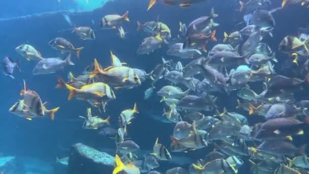 Nassau Bahamy Ryby Pływające Akwarium — Wideo stockowe