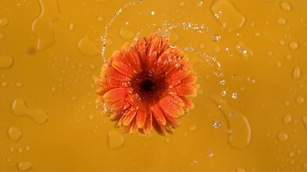 Voda Odvíjí Růžové Gerber Sedmikrásky Růžovém Pozadí Snímek Pořízen Zpomaleně — Stock video