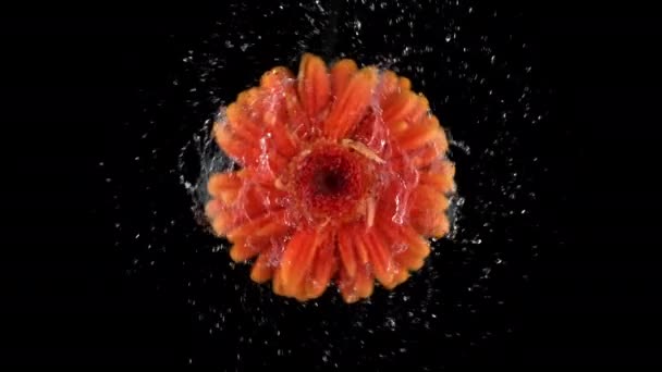 超スローモーションでオレンジ色のガーバーデイジーの花から回転する水 Phantom Flex 4Kカメラで撮影 — ストック動画