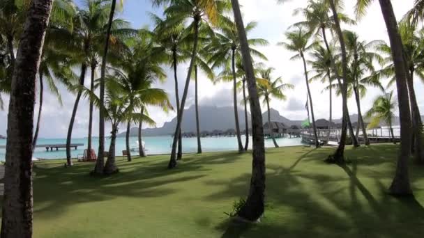 프랑스령폴리네시아의 보라에 리조트에 야자나무 — 비디오