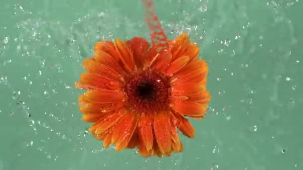 Voda Odvíjí Růžové Gerber Sedmikrásky Růžovém Pozadí Snímek Pořízen Zpomaleně — Stock video