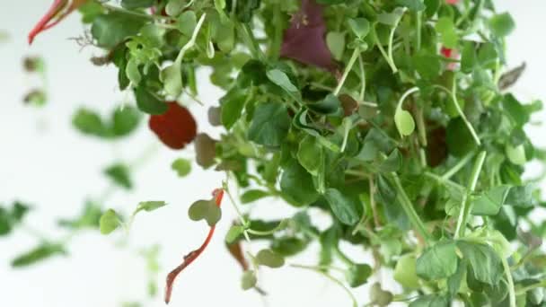 Kruiden Salade Groenen Vliegen Super Slow Motion Opgenomen Met Phantom — Stockvideo