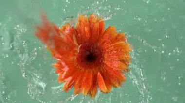 Pembe arka planda pembe Gerber papatyasından akan su. Fantom Flex 4K kamerayla ağır çekimde çekildi..