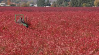 Willamette Valley Vineyards in Fall 'ın çekimleri. Cineflex gimbal ve RED 8K kamera ile çekildi.