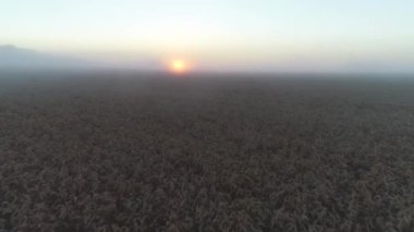 Oregon, ABD 'de buğday tarlası görüntüleri