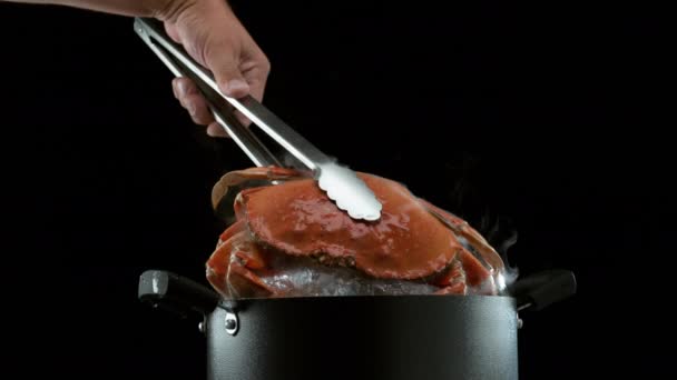 Свіжі Dungeness Crab Витягли Горщика Кипіння Повільному Русі Застрелений Допомогою — стокове відео
