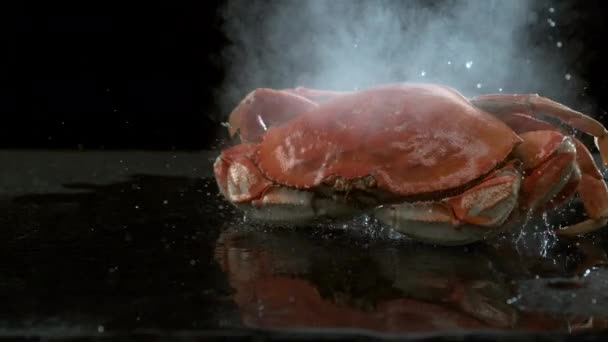 Fresh Dungeness Crab Pulled Boiling Pot Slow Motion Shot Phantom — Stock Video