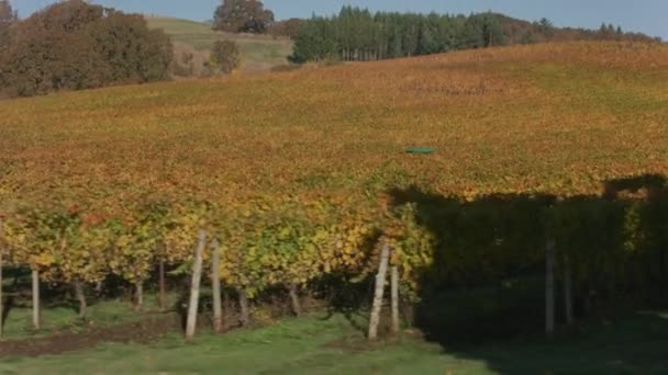 秋季威拉米特山谷葡萄园的追踪镜头用Cineflex Gimbal和Red 8K相机拍摄 — 图库视频影像