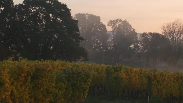 Aufnahme Der Willamette Valley Vineyards Herbst Aufgenommen Mit Cineflex Gimbal — Stockvideo