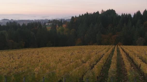 Sledování Záběru Willamette Valley Vineyards Podzim Snímek Kamerou Cineflex Gimbal — Stock video