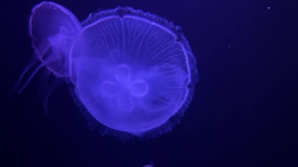 Нассау Багамские Острова Медузы Плавают Аквариуме — стоковое видео