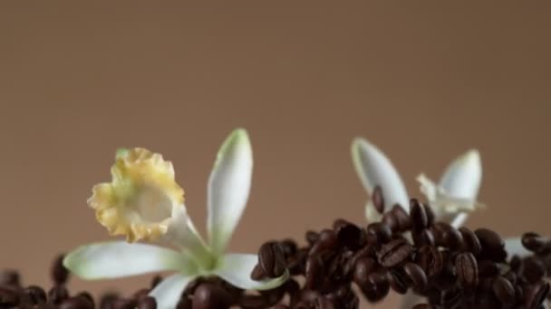 Kaffeebohnen Und Vanilleblüten Fliegen Zeitlupe Aufgenommen Mit Phantom Flex Kamera — Stockvideo