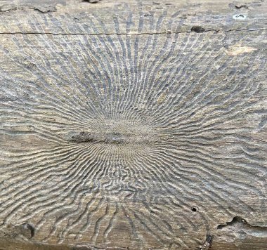 Yaşlı bir ağaçta kabuk böceği izleri var.