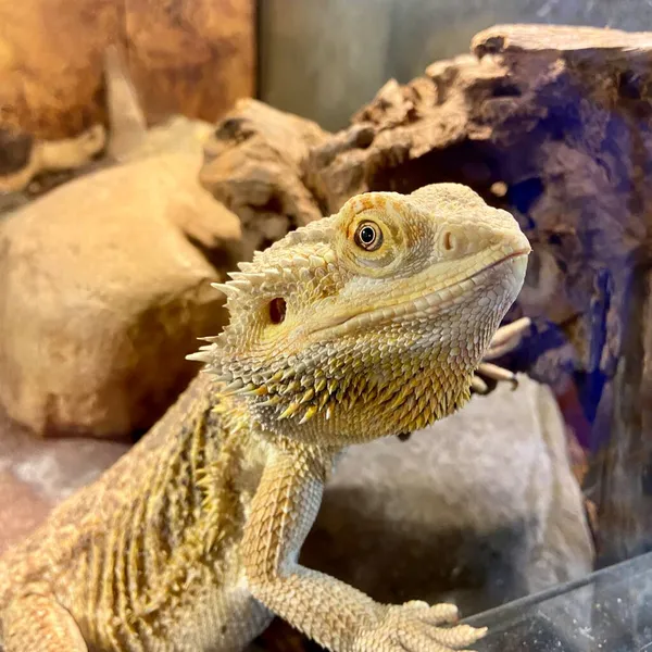 Teraryumdaki sarı kertenkele, yakın plan.