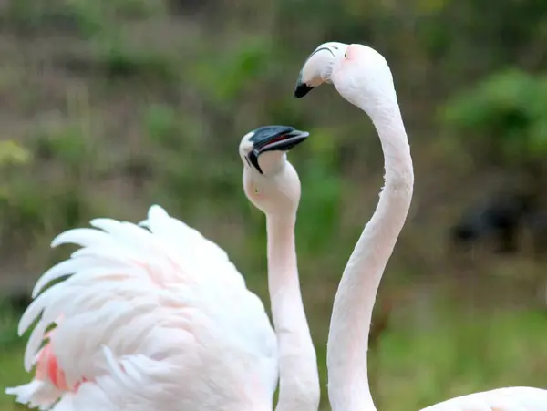 Rosa Flamingos Zoo — Stockfoto