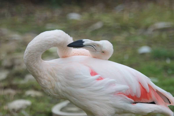 Rosa Flamingos Zoo — Stockfoto