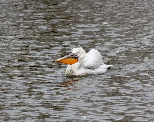 Pélican Blanc Nage Sur Lac — Photo