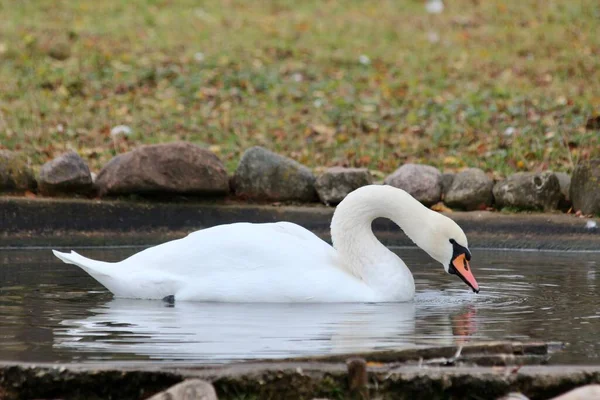 Cisne Branco Nada Lago — Fotografia de Stock