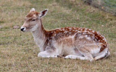 Hayvanat bahçesindeki yeşil çimlerin üzerinde genç bir geyik yatıyor.