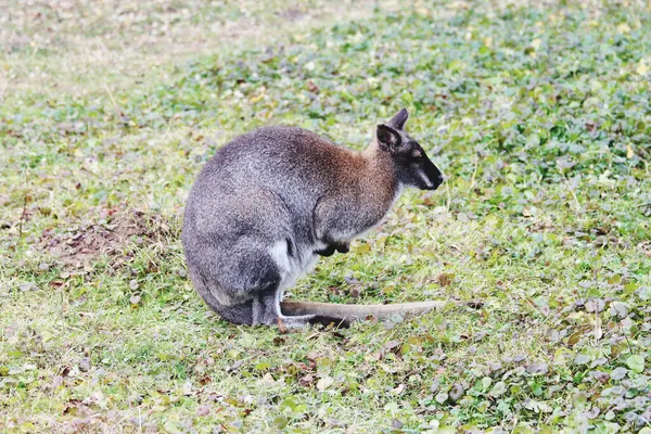 Een Kleine Kangoeroe Zit Het Gras — Stockfoto