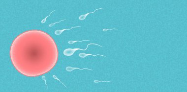 Etrafında sperm olan yumurta hücresi.