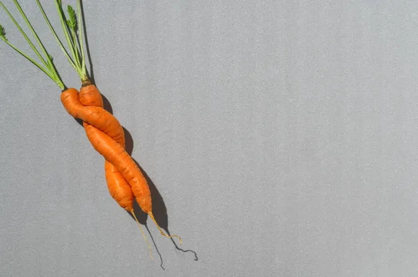 Um par de cenouras imperfeitas feias em fundo cinzento. Zero conceito de desperdício de alimentos. Flat lay, espaço de cópia — Fotografia de Stock