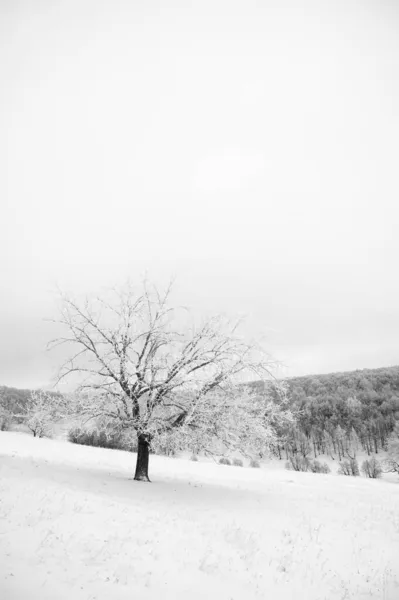 Un arbre solitaire recouvert de givre sur fond de forêt enneigée. Fond naturel, image noir et blanc — Photo