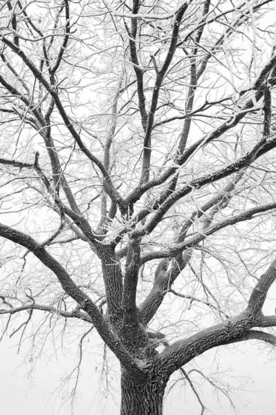 Un primer plano de las ramas texturizadas de un árbol cubierto de escarcha. Árbol cubierto de nieve en la niebla. Fondo natural — Foto de Stock